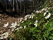 19 Anemoides nemorosa (Anemone dei boschi) 